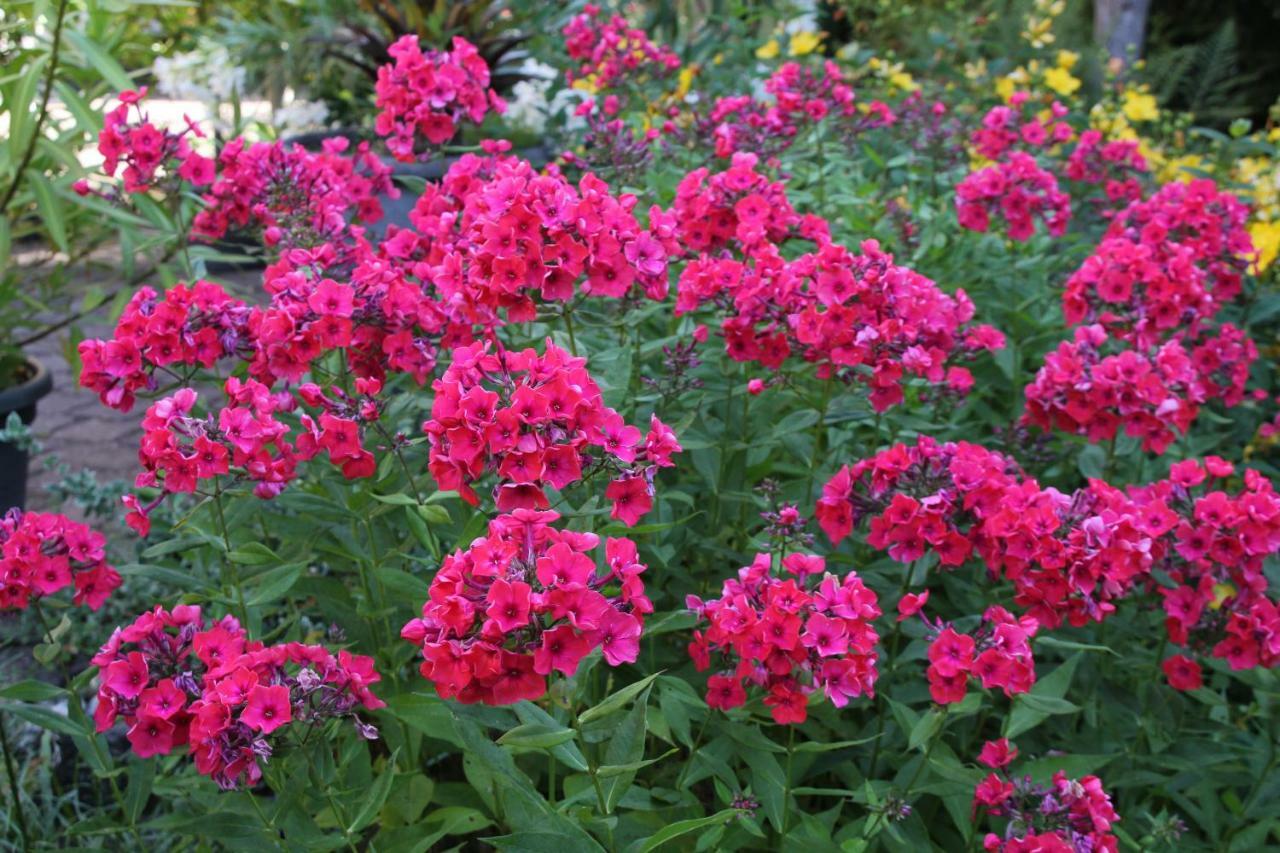 Fewo - Wohlfuehlambiente & Gartenparadies Modautal Exterior foto